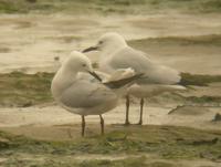 Goélands          railleurs (Larus genei)