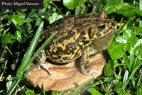 : Bufo gutturalis; Guttural Toad