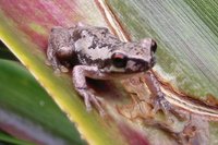 : Litoria dentata; Bleating Tree Frog