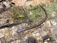 : Oedipina complex