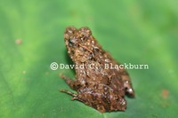 : Phrynobatrachus cricogaster