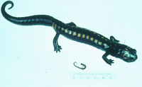 : Pseudoeurycea gigantea