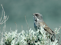 : Amphispiza belli; Sage Sparrow;