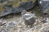 : Chionis alba; Snowy Sheathbill