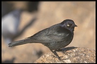 : Euphagus cyanocephalus; Brewer's Blackbird
