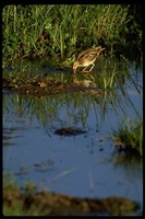 : Gallinago nigripennis ssp. aequatorialis; African Snipe