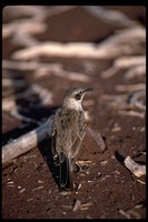 : Nesomimus parvulus; Galapagos Mockingbird