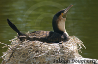 : Phalacrocorax africanus; African Cormorant