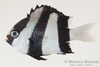 : Dascyllus aruanus