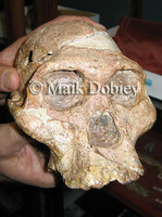 : Australopithecus africanus; Hominid