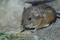 : Macroscelides proboscideus; Elephant Shrew