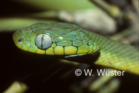 : Boiga cyanea; Green Cat Snake