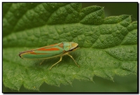 : Graphocephala coccinea