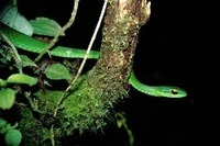 : Leptophis depressirostris; Satiny Parrot Snake