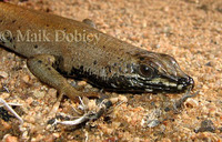 : Trachylepis sulcata sulcata; Western Rock Skink