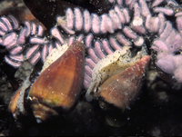 : Conus californicus; California Cone