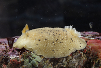 : Geitodoris heathi; Heath's Dorid