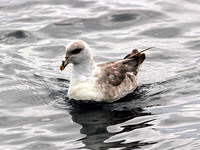 Northern Fulmar. 14 October 2006. Photo by Tim Shelmerdine