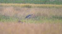 Lesser Adjutant (Leptoptilos javanicus) 2004. december 16. Kohora, cultivated area