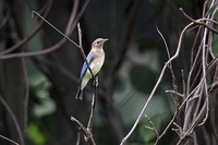 큰유리새 [blue-and-white flycatcher] : 참새목 딱새과의 조류.