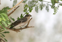 female Semi collared Flycatcher