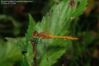 Blodrød Hedelibel (Sympetrum sanguineum )