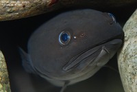 Sortvels (Raniceps raninus) Foto/billede af