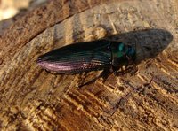 Eurythyrea austriaca - Golden Buprestid