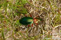 Carabus auronitens costellatus