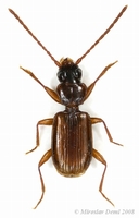 Thalassophilus longicornis