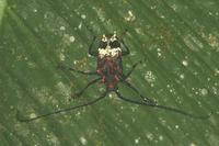 Polyrhaphis belti