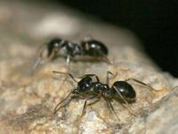 Lasius fuliginosus