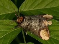 Phalera bucephala - Buff-tip