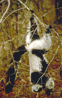 Black-and-white ruffed lemur (Varecia variegata)