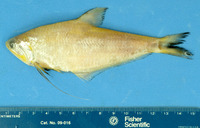 Setipinna paxtoni, Humpback hairfin anchovy: