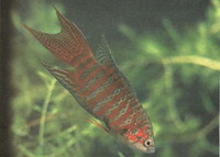 Macropodus opercularis, Paradise fish: aquarium