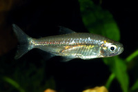 Micralestes humilis, : aquarium