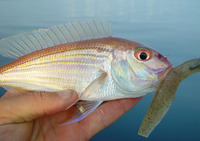 Nemipterus theodorei, Theodore's threadfin bream: fisheries