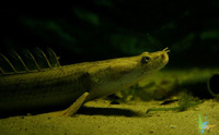 Polypterus endlicheri congicus, : fisheries