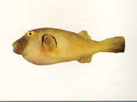 Omegophora armilla, Ringed toadfish: