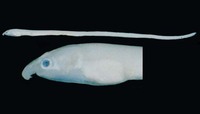 Schismorhynchus labialis, Grooved-jaw worm eel: