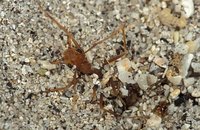 Myrmeleonidae - Antlions