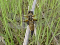 Libellula quadrimaculata - Four-spotted Chaser