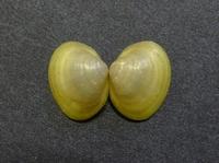 Sphaerium corneum - European fingernailclam