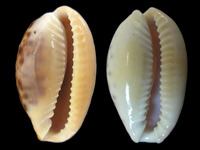 Erosaria spurca