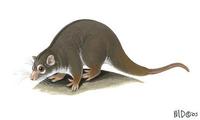 Image of: Petropseudes dahli (rock ringtail possum)