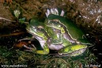 Hyla arborea - European Treefrog