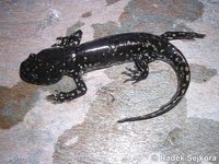 Ambystoma mexicanum - Axolotl