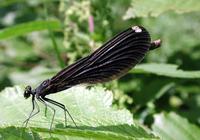 Image of: Calopteryx maculata