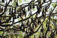 Pteropus giganteus - Indian Flying Fox